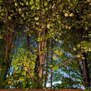 Epoch's Fables Vol.486