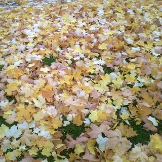 Epoch's Fables Vol.146