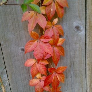 Epoch's Fables Vol.415