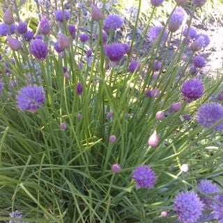 Epoch's Fables Vol.300