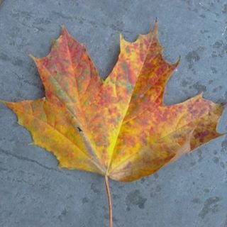 Epoch's Fables Vol.220