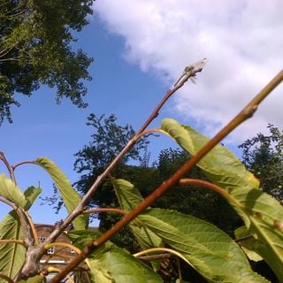 Epoch's Fables Vol.337