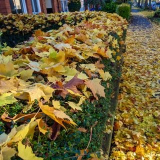 Epoch's Fables Vol.466