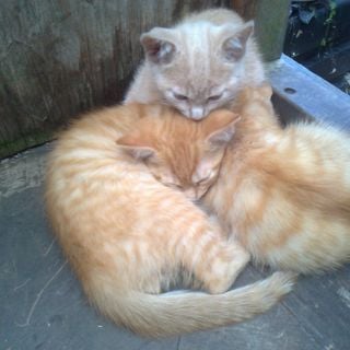 Epoch's Fables Vol.134