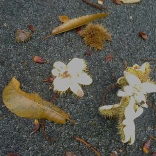 Epoch's Fables Vol.244