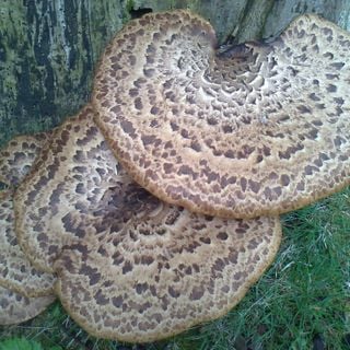 Epoch's Fables Vol.169