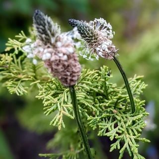 Epoch's Fables Vol.428