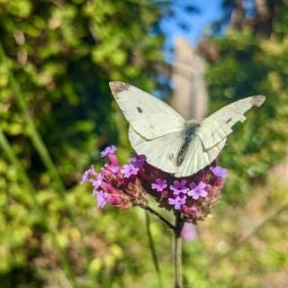 Epoch's Fables Vol.437