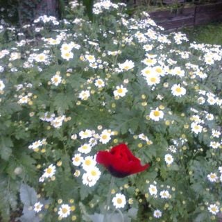 Epoch's Fables Vol.234