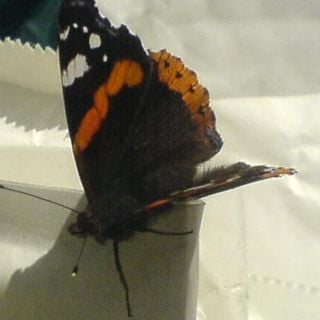 Epoch's Fables Vol.25