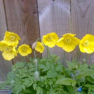 Epoch's Fables Vol.327