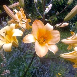 Epoch's Fables Vol.361