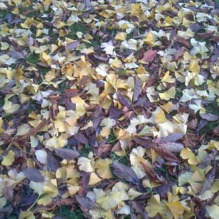 Fila Brazillia(Pork's Picks Vol.4)