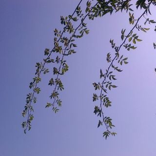 Epoch's Fables Vol.335