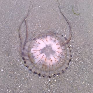 Epoch's Fables Vol.306