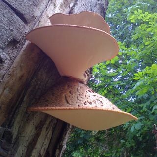 Epoch's Fables Vol.172