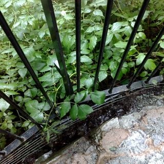 Epoch's Fables Vol.106