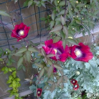 Epoch's Fables Vol.331