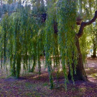 Epoch's Fables Vol.411