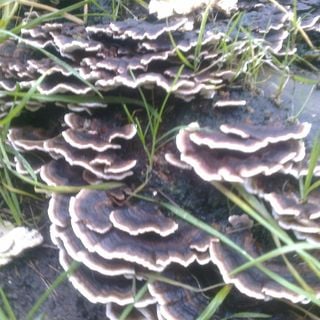 Epoch's Fables Vol.245