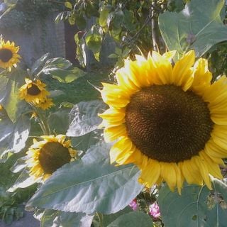 Epoch's Fables Vol.215