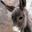 Dobbin