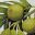 Breadfruit's profile picture