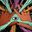 Nibiru's profile picture