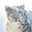 Snow Leopard's profile picture