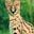 Bazoon's profile picture