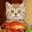 Katfeeder's profile picture
