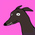 r4csco's profile picture