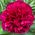 Billyflowers aka Wild Garlic's profile picture