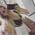Carlotta Targa's profile picture
