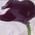 Elle Darling's profile picture