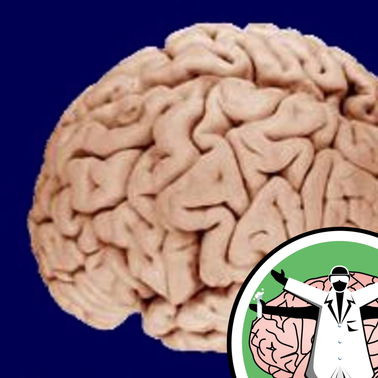 The Naked Scientists strip down the brain in Spain by Naked