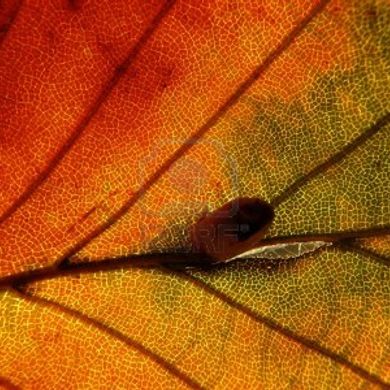 Savoir Podcast Series 004 - Qindek's Autumn Story