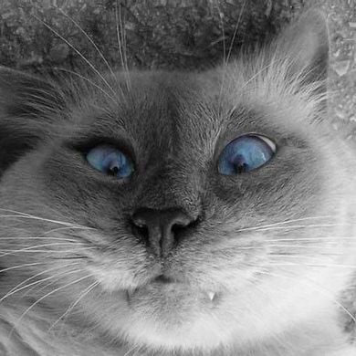 gray cat with ice blue eyes