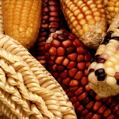 Chef Sean Sherman discusses Indigenous Foods at Cornell Botanic Gardens lecture series