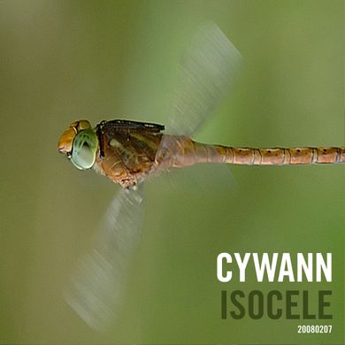 cywann - Isocele