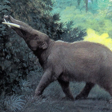 EXPLORATIONS SUR PLACE - Le mastodonte des Pyrénées