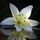 Daniel's Lily