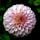 soulflower
