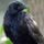 raven_val