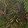 Plantsman