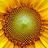 Mircea G's profile picture