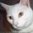 Gato Blanco's profile picture