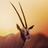 N/OBE's profile picture