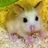 Siokun's profile picture