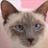 Petar Car's profile picture